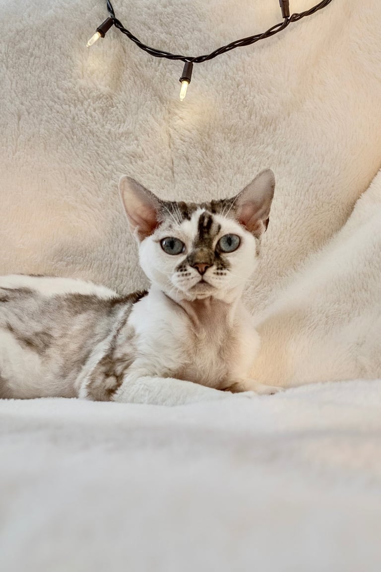 Mikki Mouse sitting on a couch with a white blanket