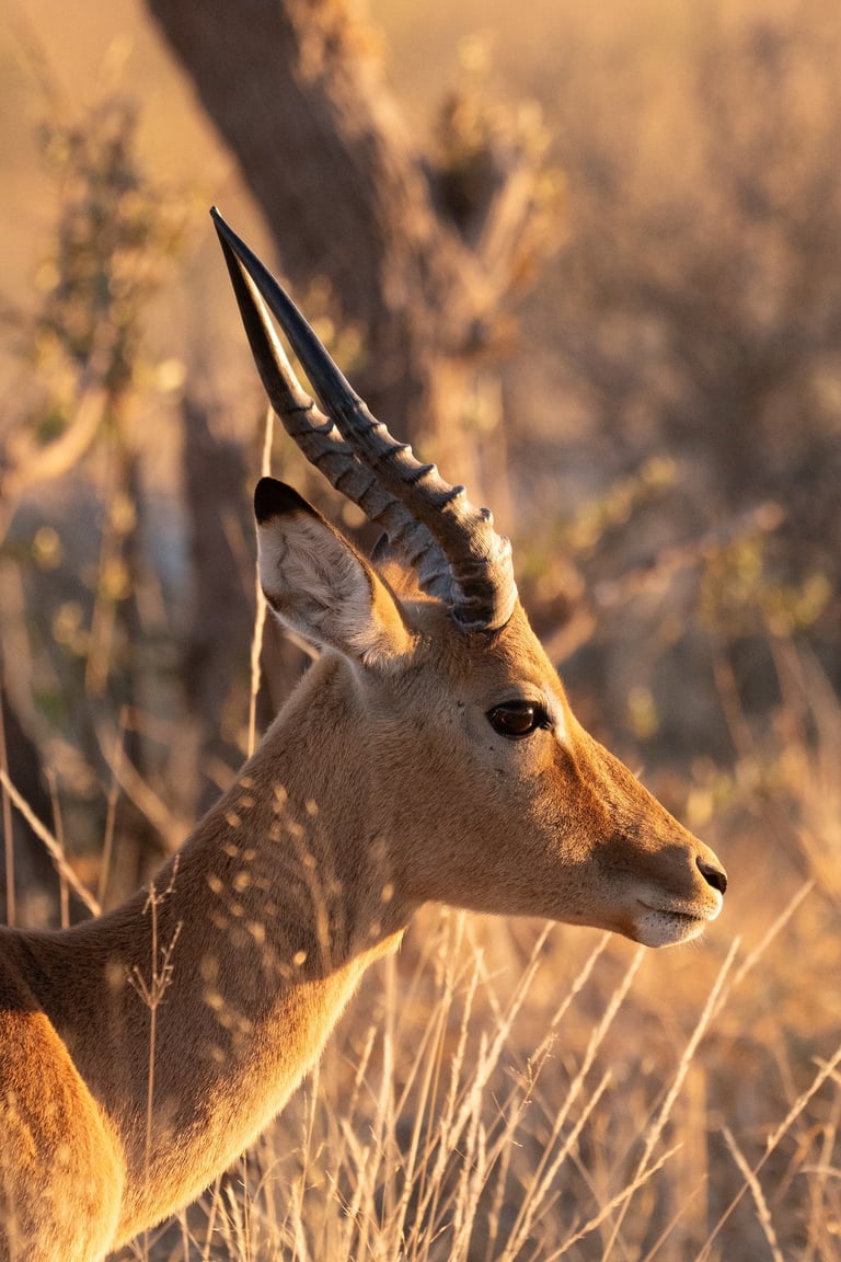 an impala in Botswana