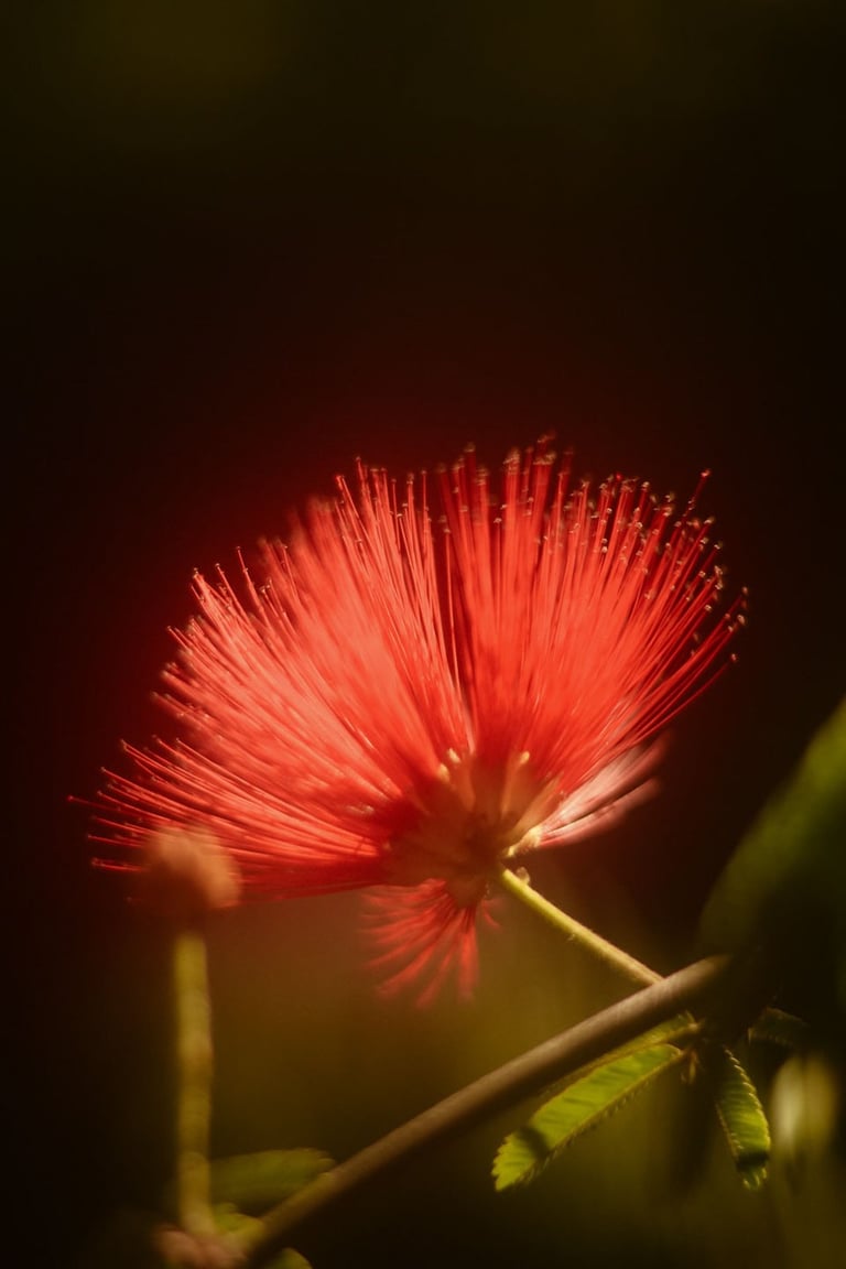 a red flower with a red flower on it