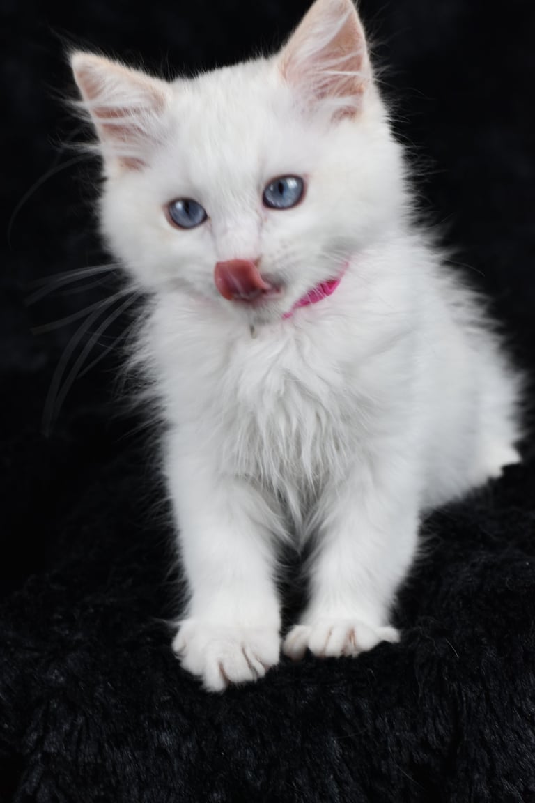 Zazu des Dolls de Mitilo