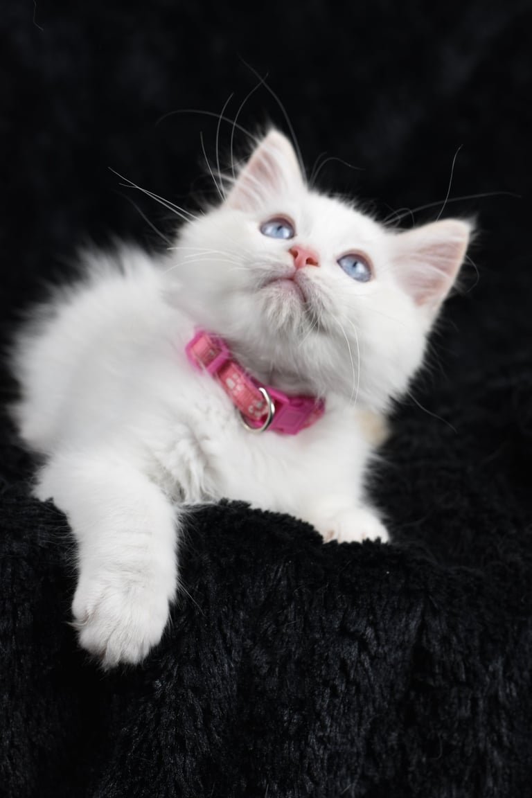 Zazu des Dolls de Mitilo