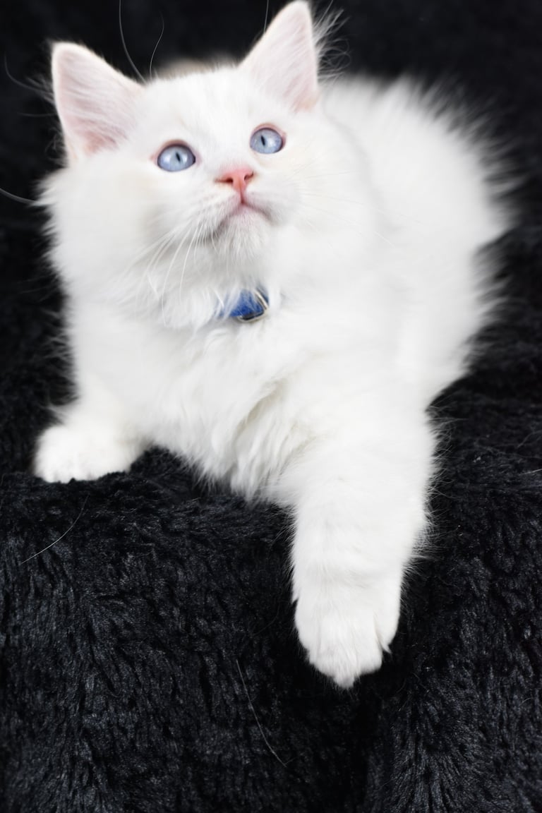 Zachary des Dolls de Mitilo