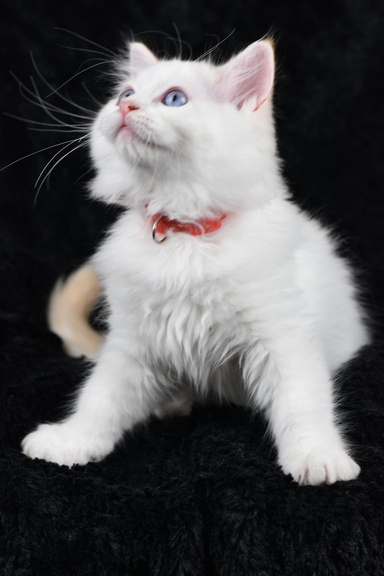 Willoo des Dolls de Mitilo