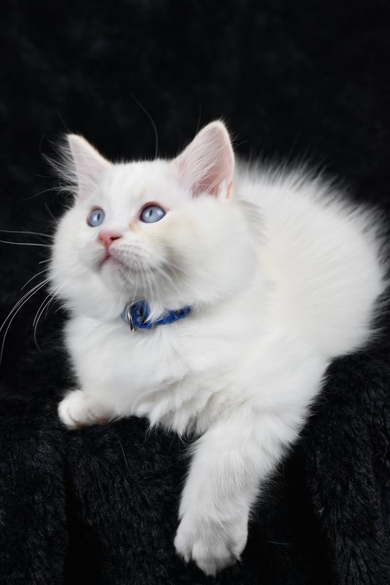 Zachary des Dolls de Mitilo