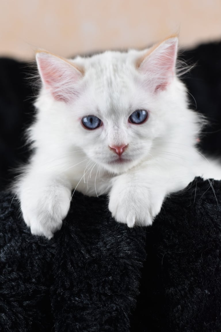 Willoo des Dolls de Mitilo