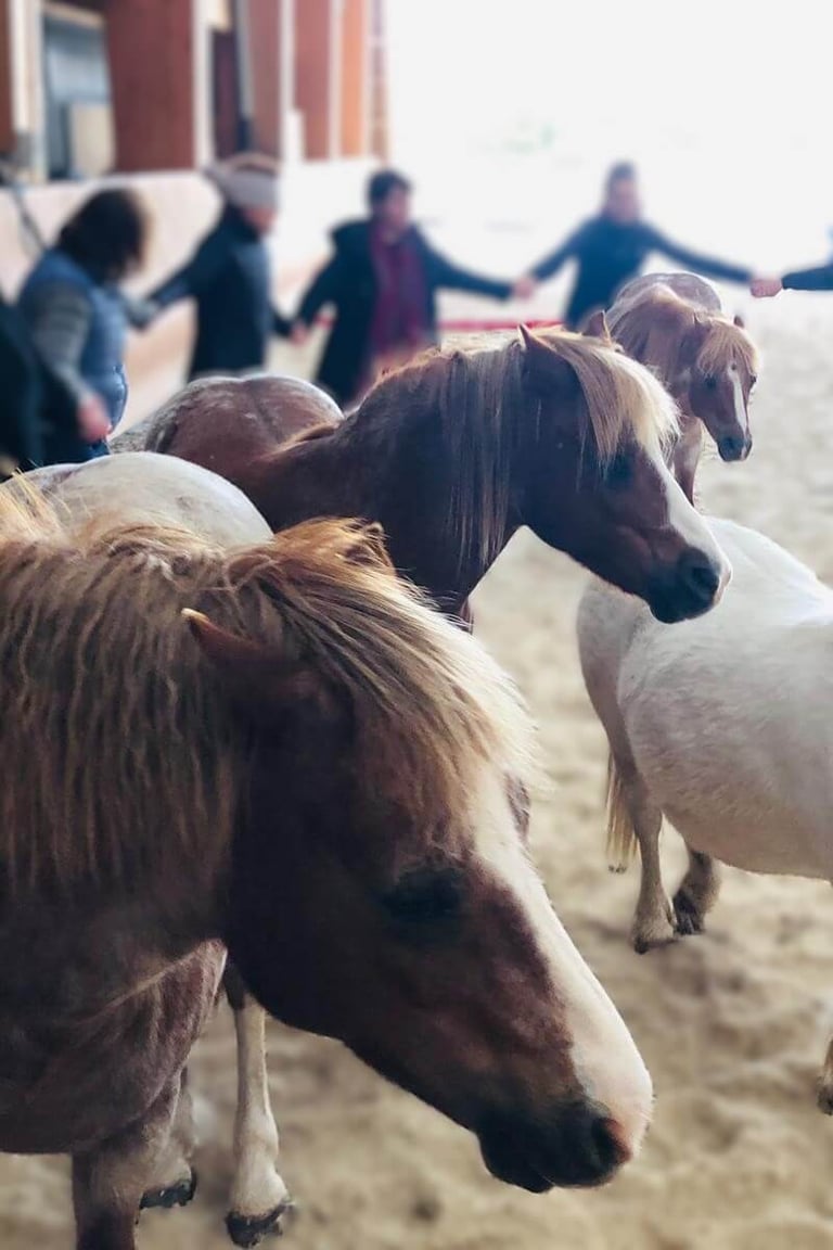 séance d'équithérapie de groupe
