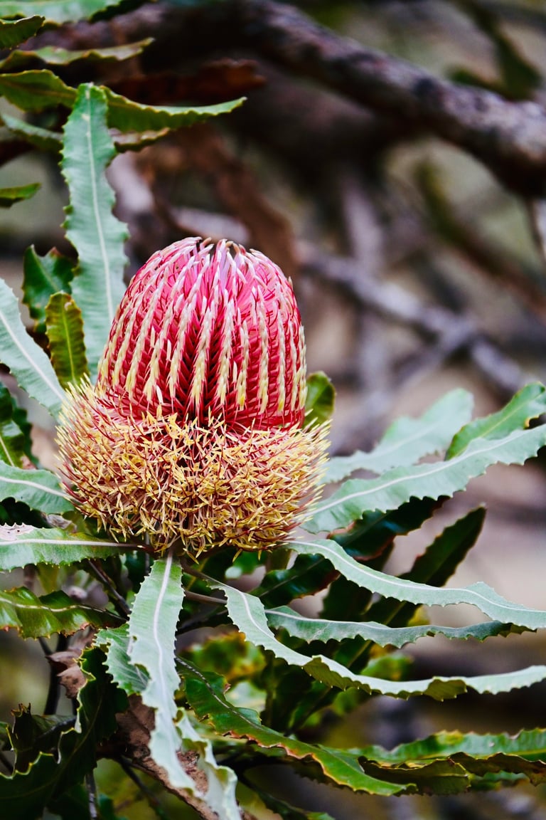 Banksia flower