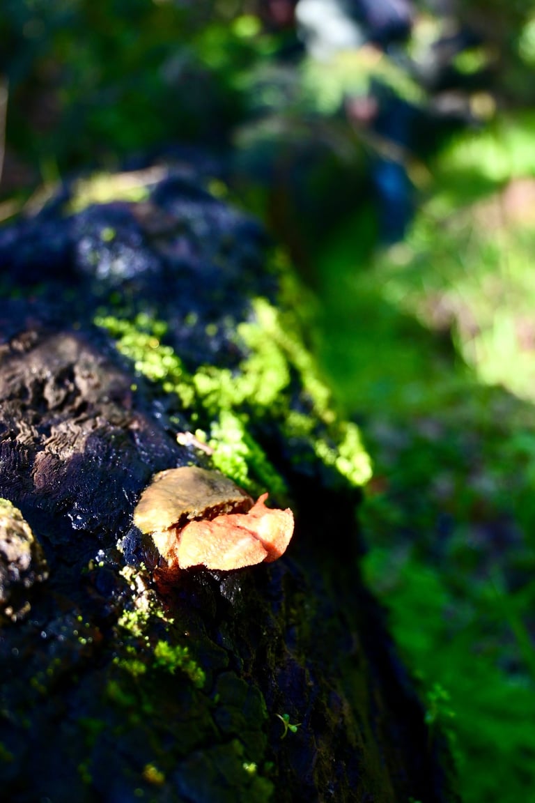 Fungi on a fallen log