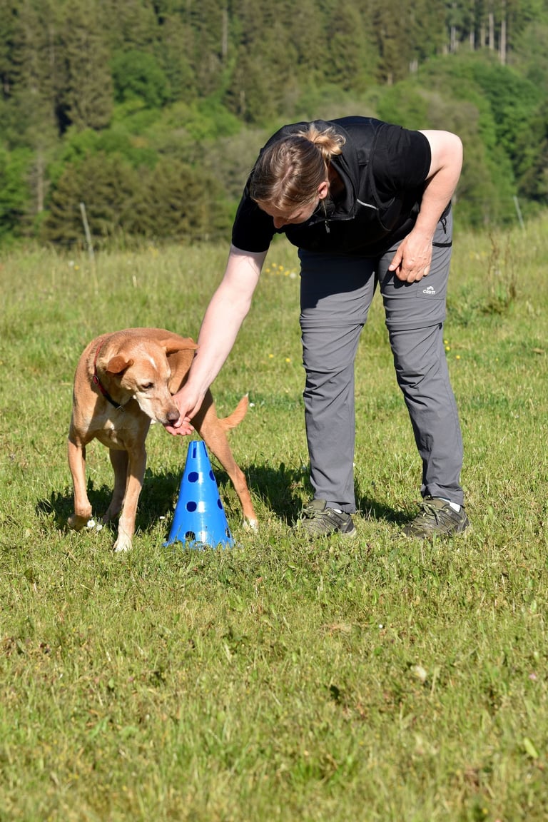 Hundetrainer belohnt einen braunen Hund beim Agility-Training im Freien mit Leckerlis