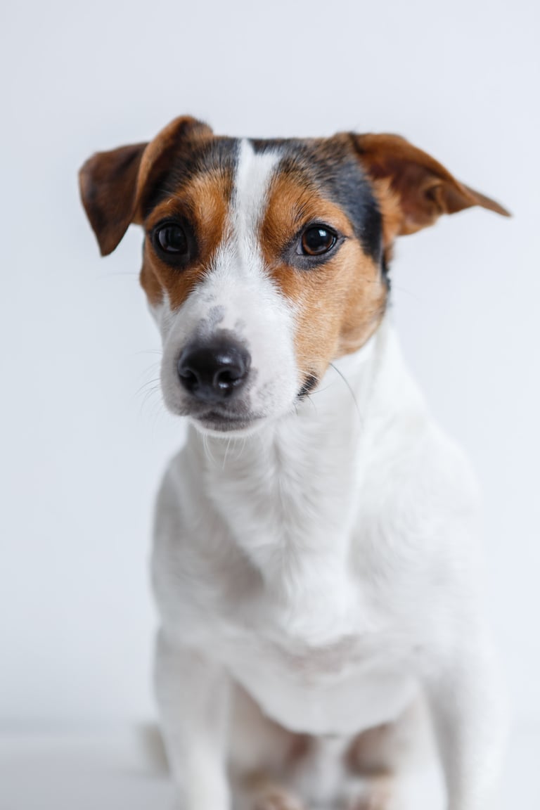 a cute jack russel's face