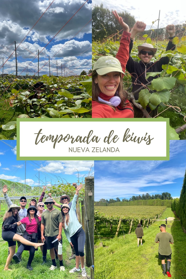 Trabajar en la temporada de kiwis en Nueva Zelanda