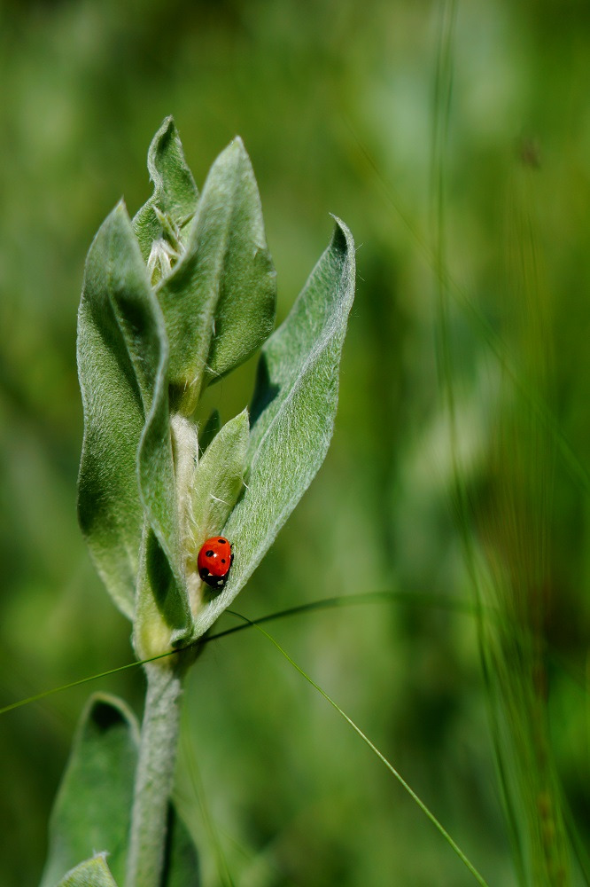 sophrologue villefranche sur saone