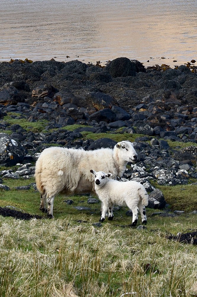 Maman et bébé mouton sur le bord de la route