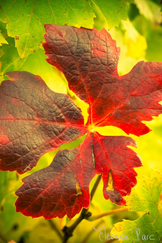 Série Feuille de Vin ref FV-02 ©Eléonore Parc