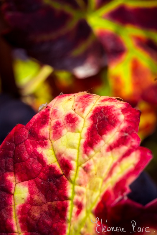Série Feuille de Vin ref FV-09 ©Eléonore Parc