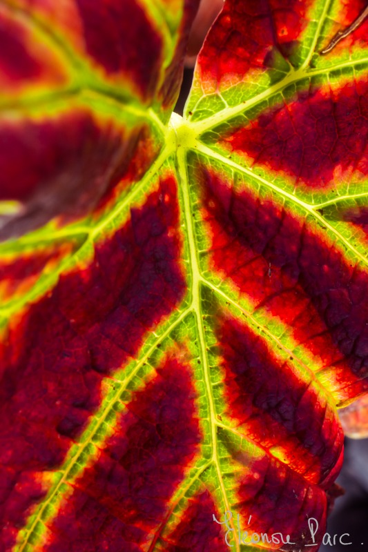 Série Feuille de Vin ref FV-11 ©Eléonore Parc