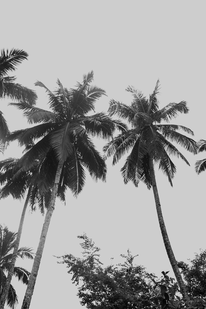 a black and white photo of palm trees