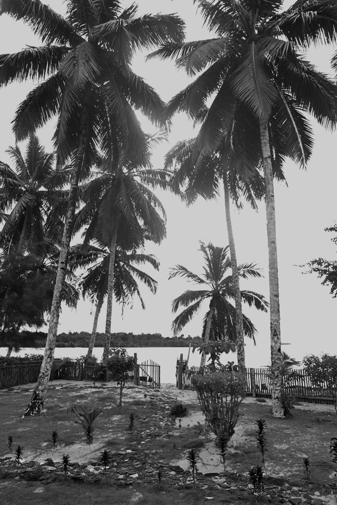 a black and white photo of a beach with palm trees