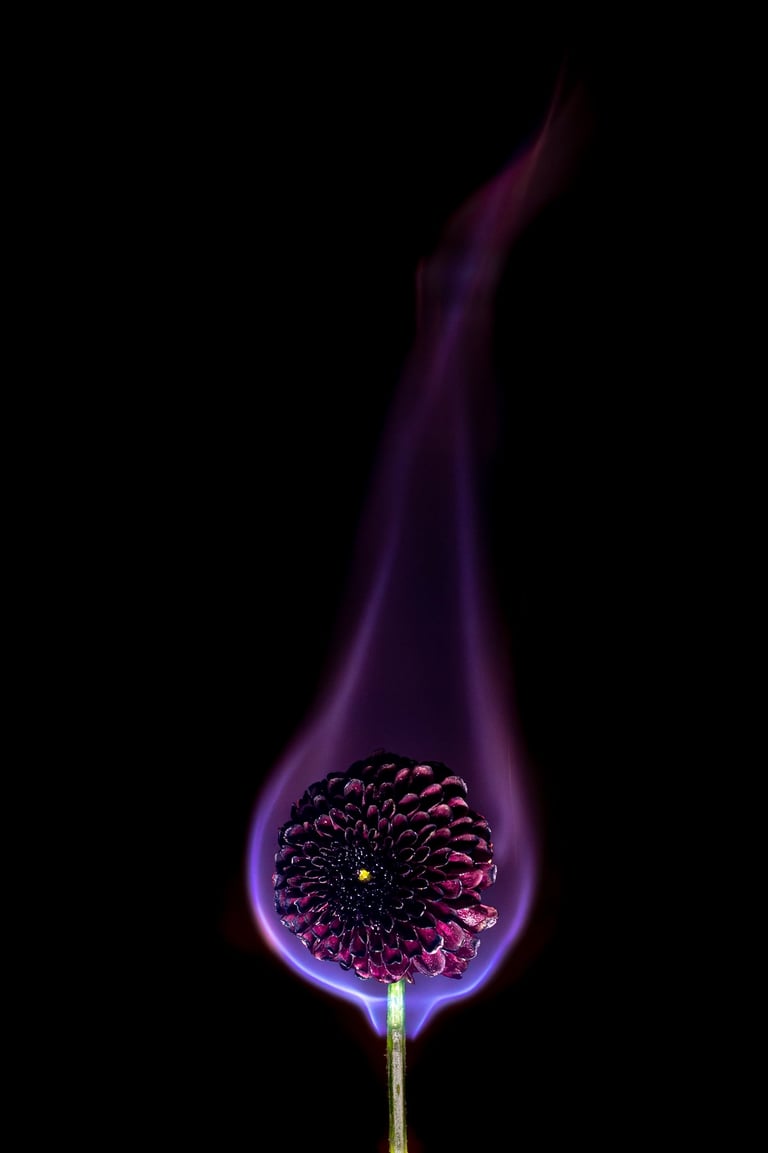 a flower with a purple flame, burning flower, black dahlia