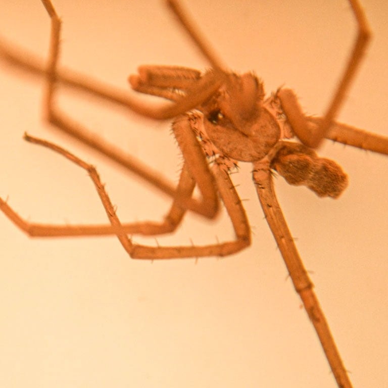 fotografia macro del cuerpo de una araña. especie kukulkania hibernalis