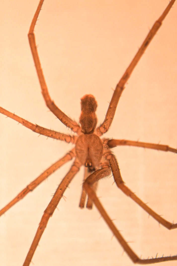 fotografia macro del cuerpo de una araña. especie kukulkania hibernalis
