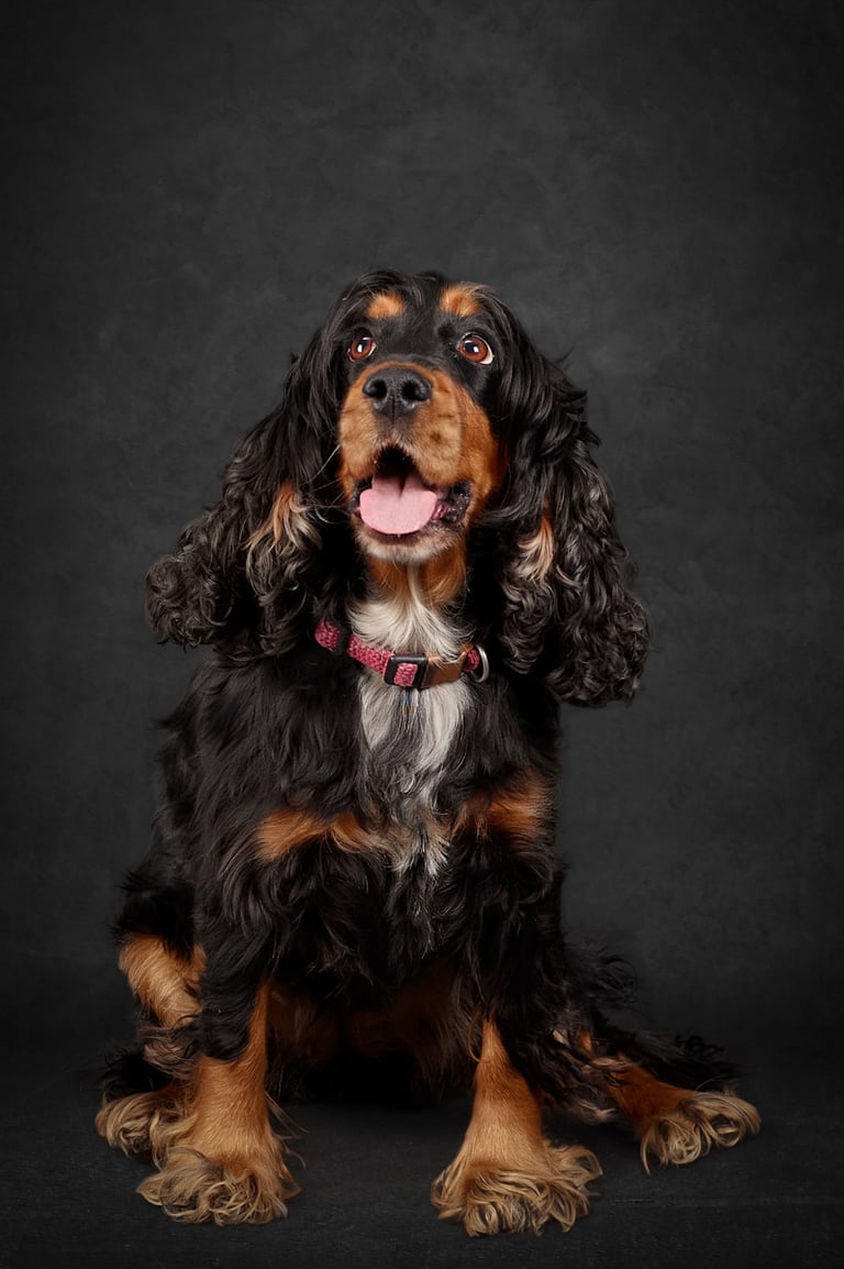 Black and tan English Cocker Spaniel with long wavy ears sitting against a dark background.
