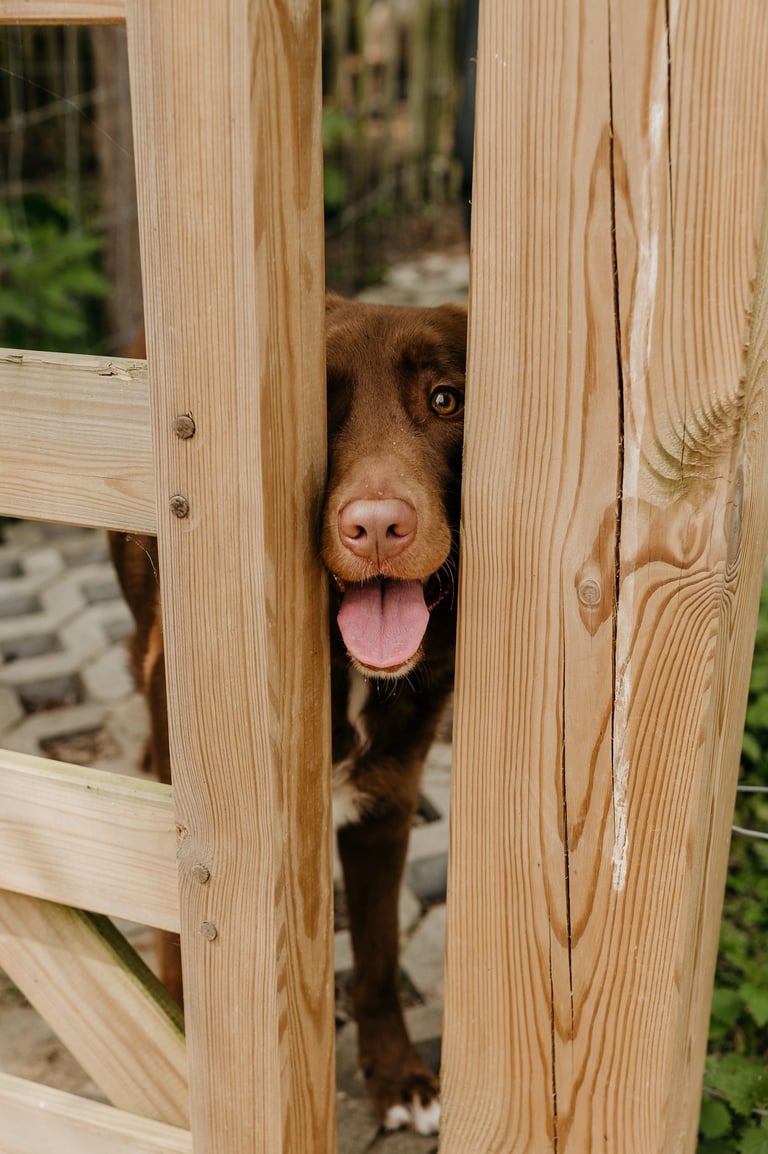 Misha als mascotte van Lili schrijft, bruine hond tussen hek