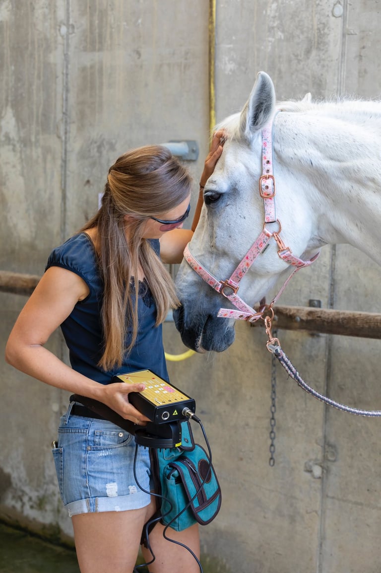 Tiere verstehen mit Psychosomatik für Tiere