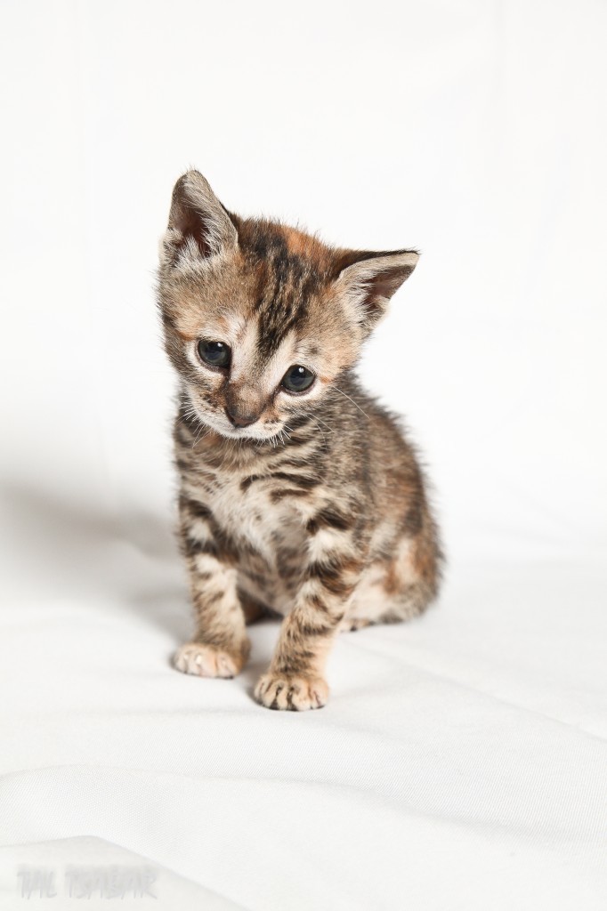A photo of a kitten sitting down