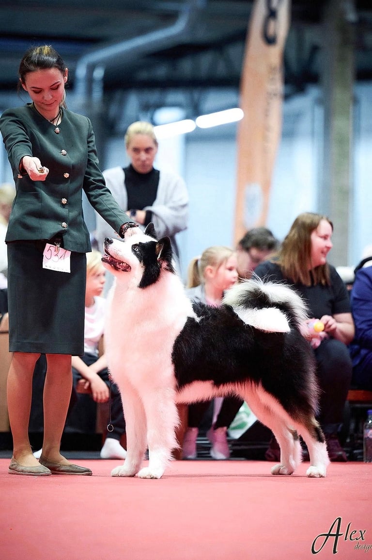 Yakutian laika breeder