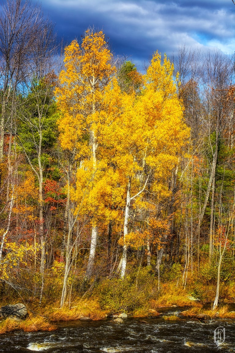 Photo of birch trees with yellow leaves in NY