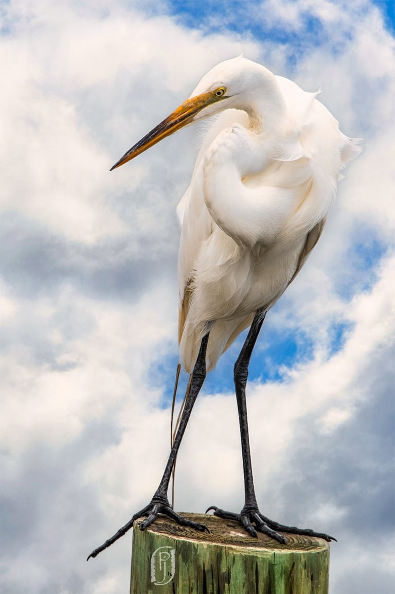Photo of white egret on post