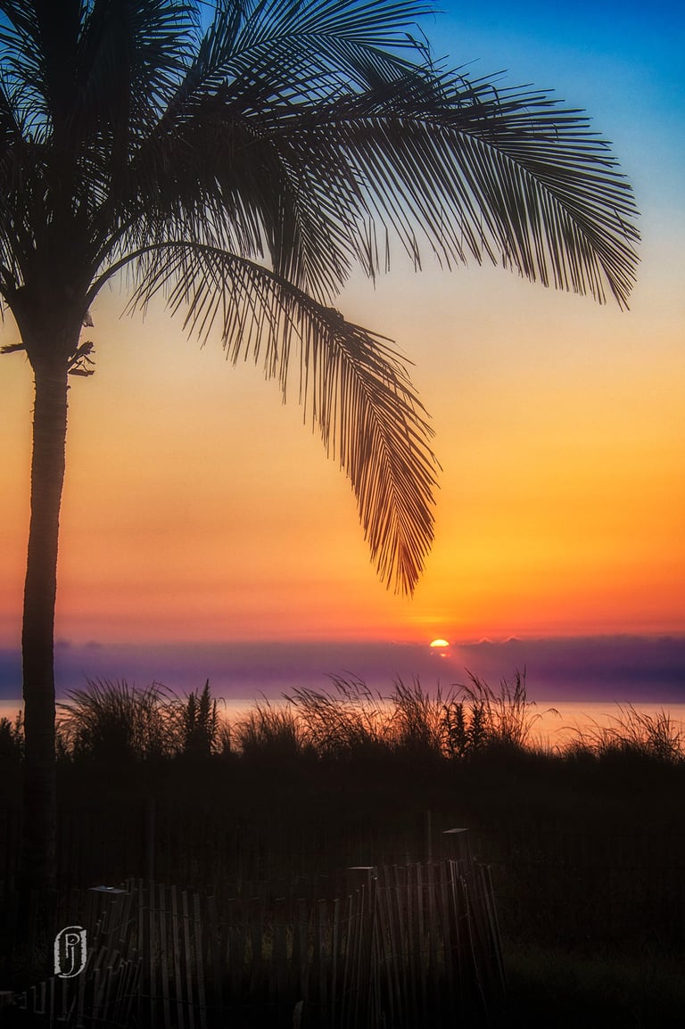 Photo of palm tree at sunrise
