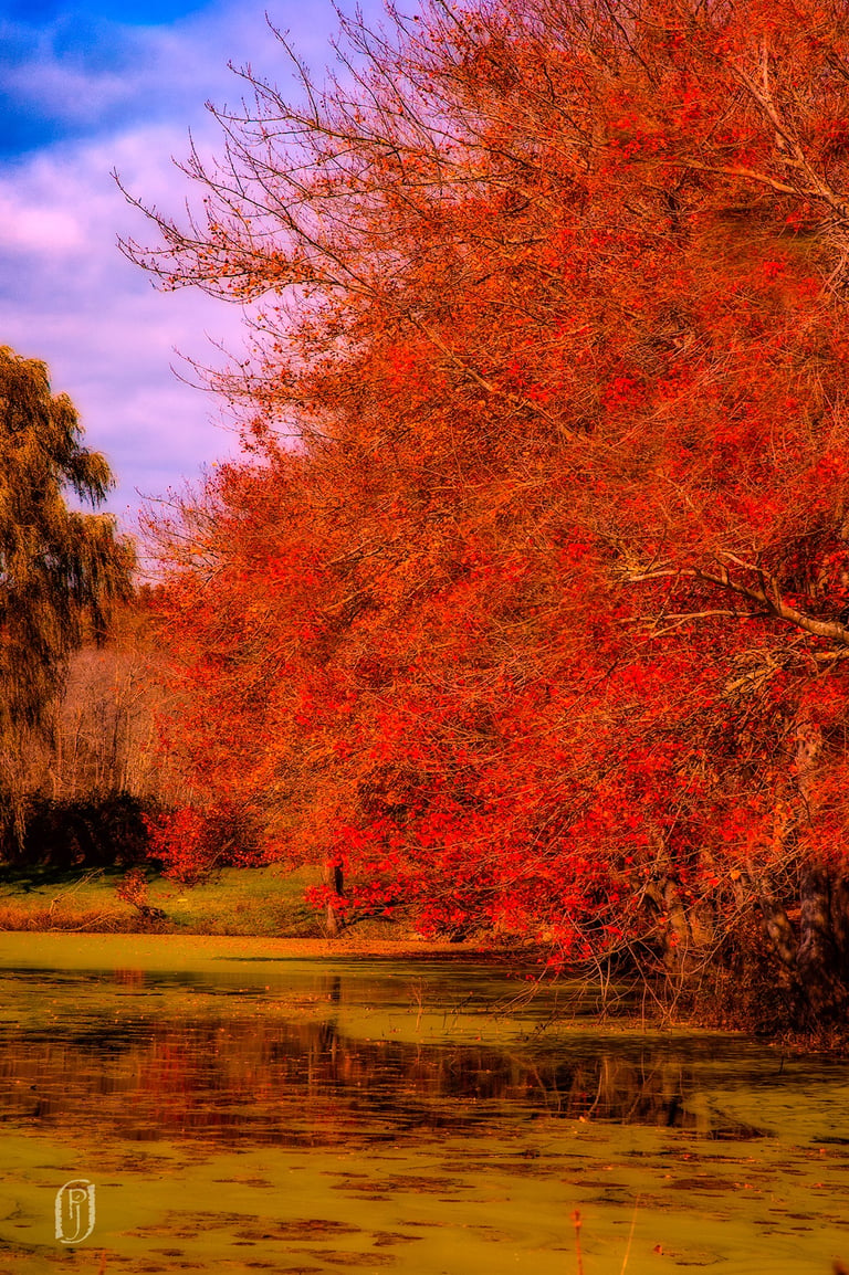 Photo of tree with red leaves hanging over water