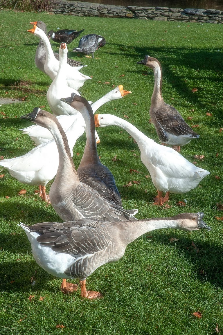 Photo of group of geese looking in two directions