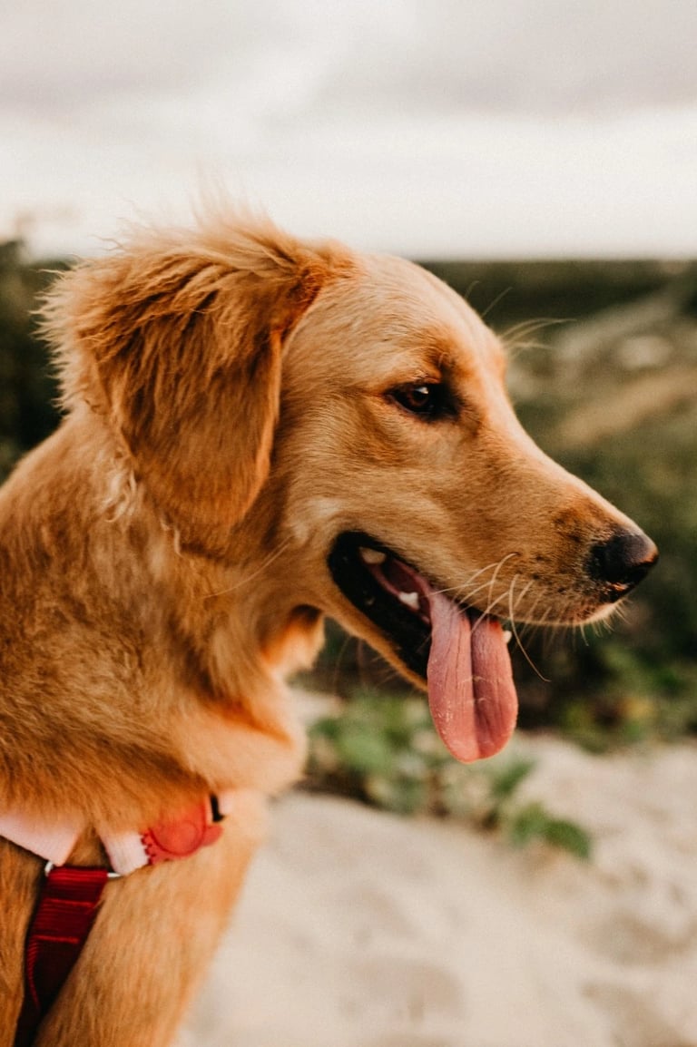 Instalação de rede de proteção para cachorros em sacada de apartamento na Zona Sul de São Paulo