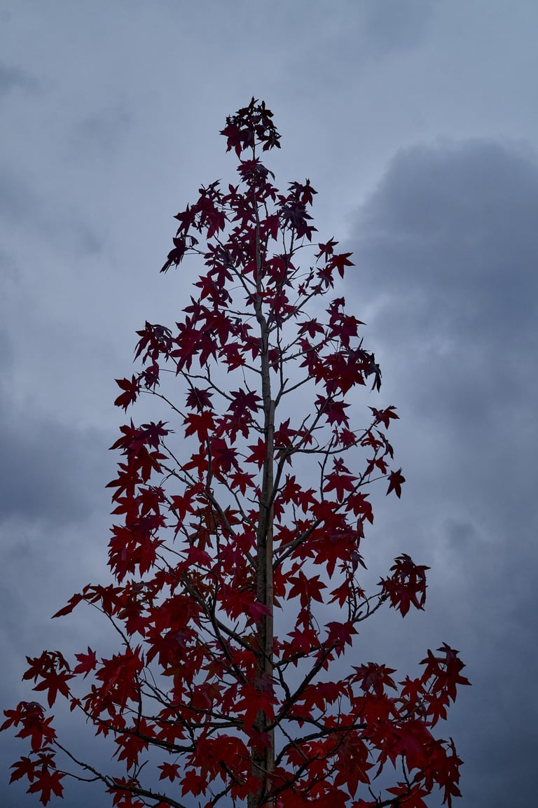Árbol de hojas rojas en otoño bajo cielo nublado.