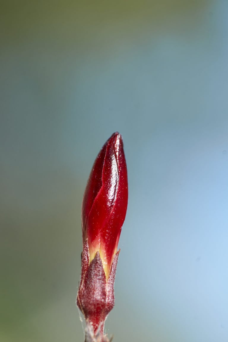 Fotografía macro de un capullo de flor roja.