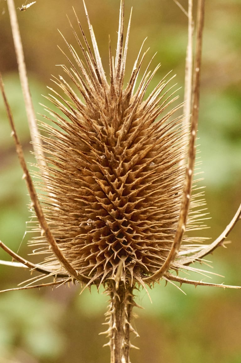 Flor seca de cardo