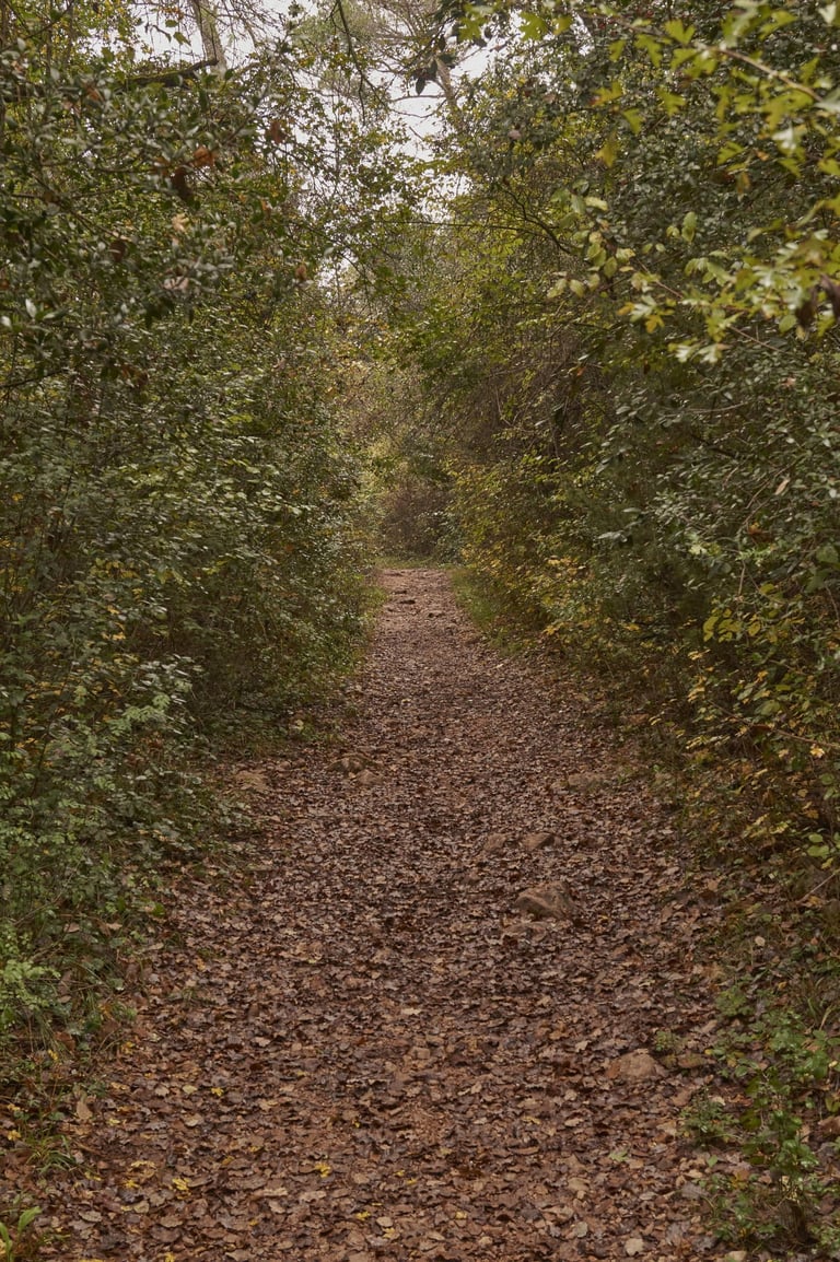 Un camino que discurre por el interior del bosque.