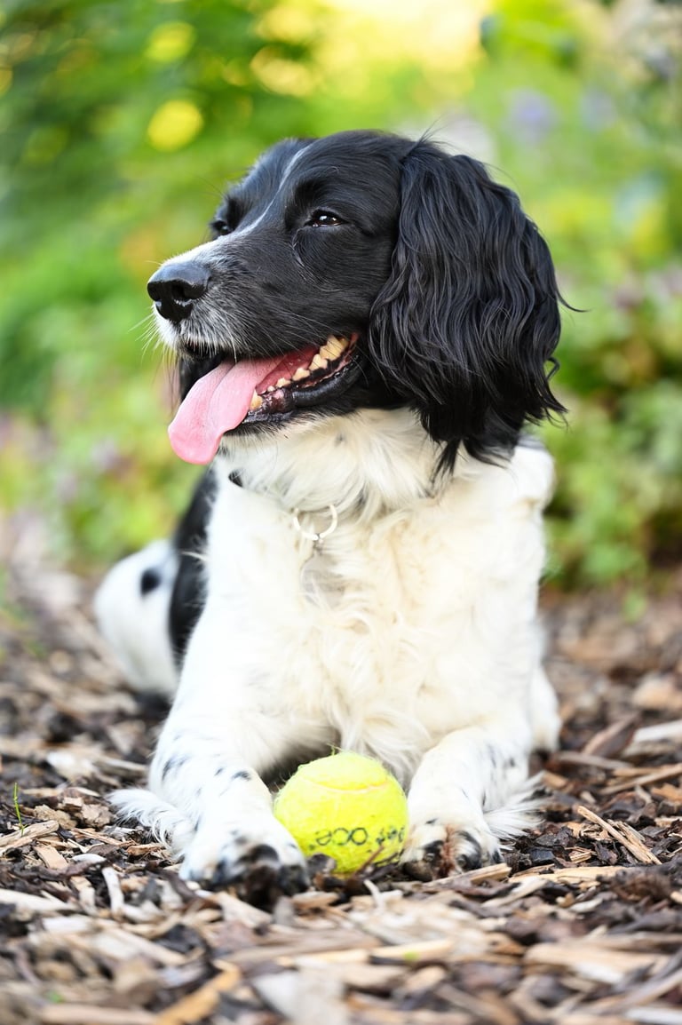 Dog & ball