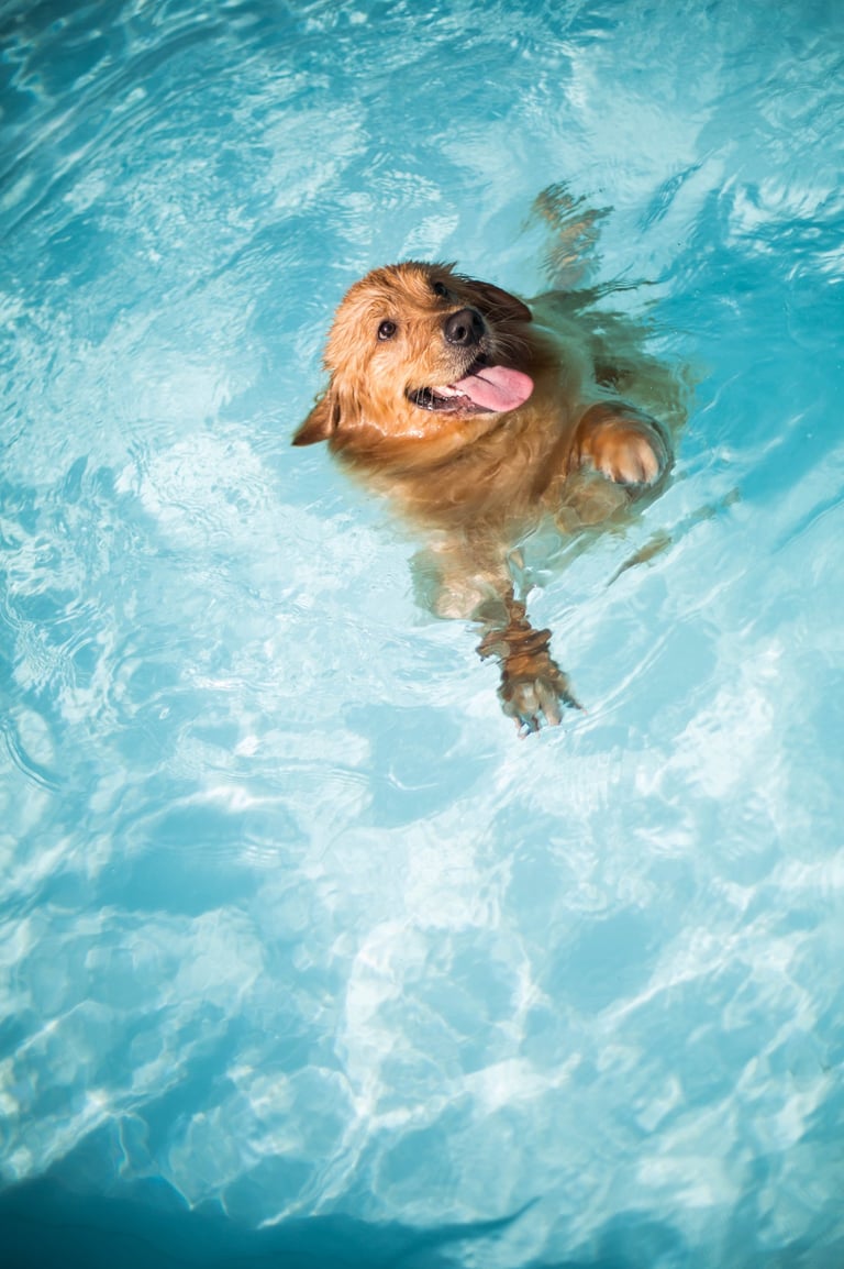 cachorro se divertindo na piscina