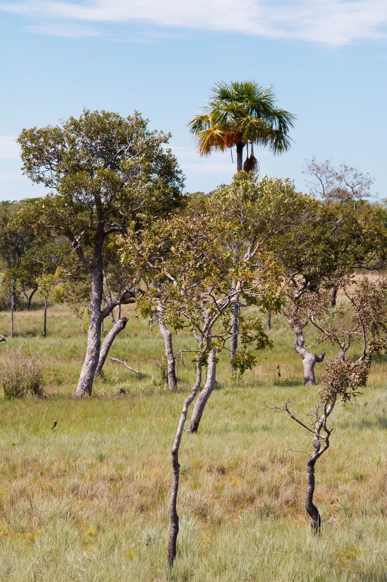 reforestatoin trees in Colombia