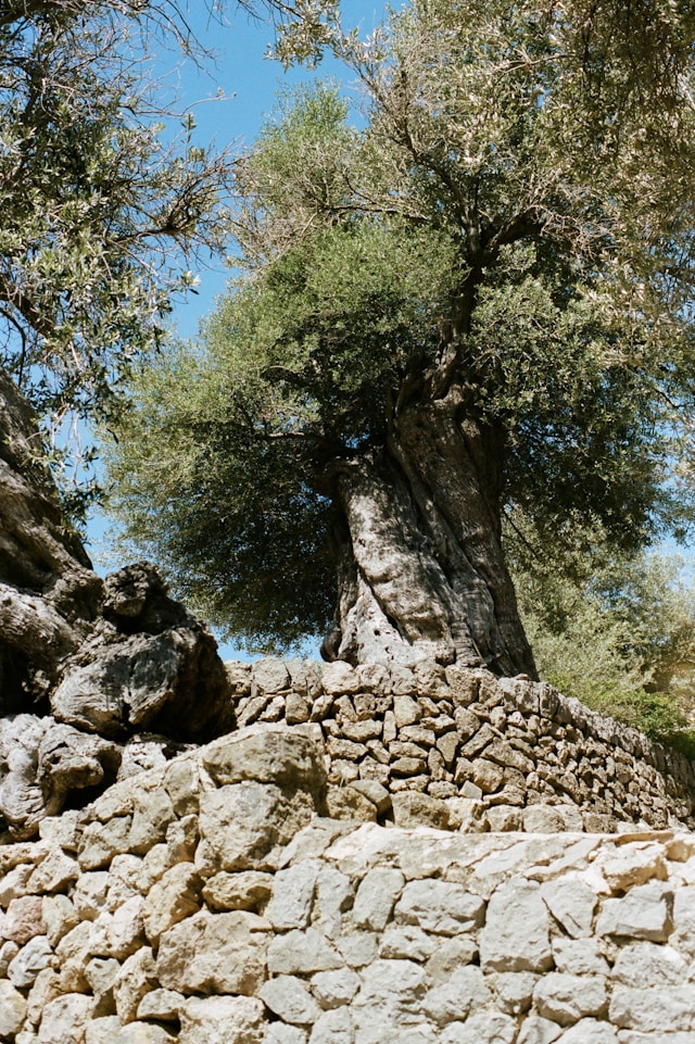 a tree that is growing out of a stone wall