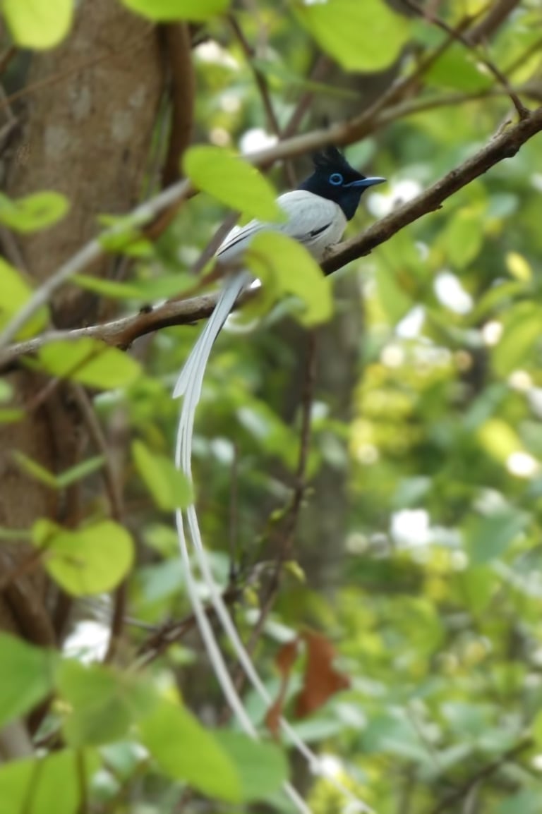 paradise bird in bardiya