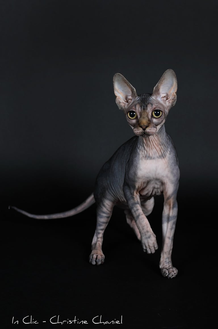 Sphynx en shooting photo
