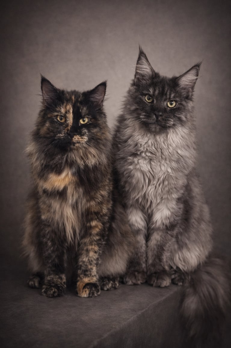 Siberien et Maine Coon de l'élevage des rives de riss