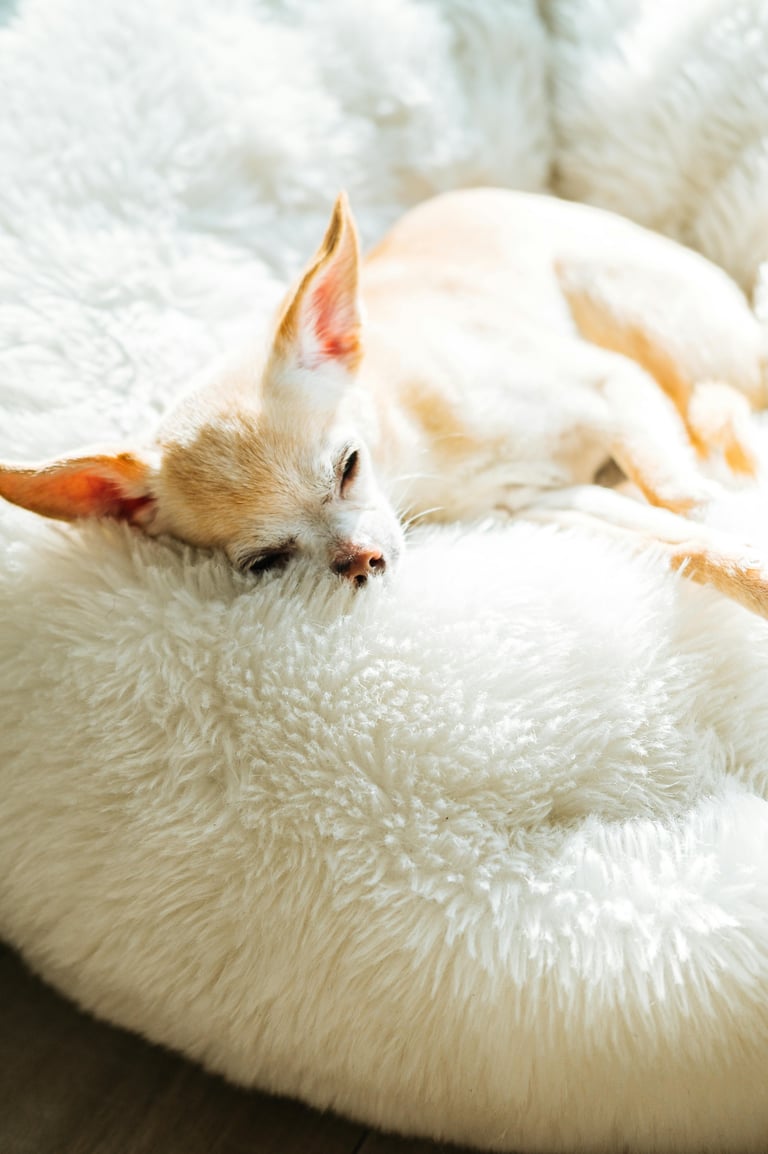 dog sleeping on a calming dog bed
