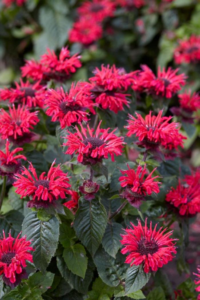 Monarda raudona