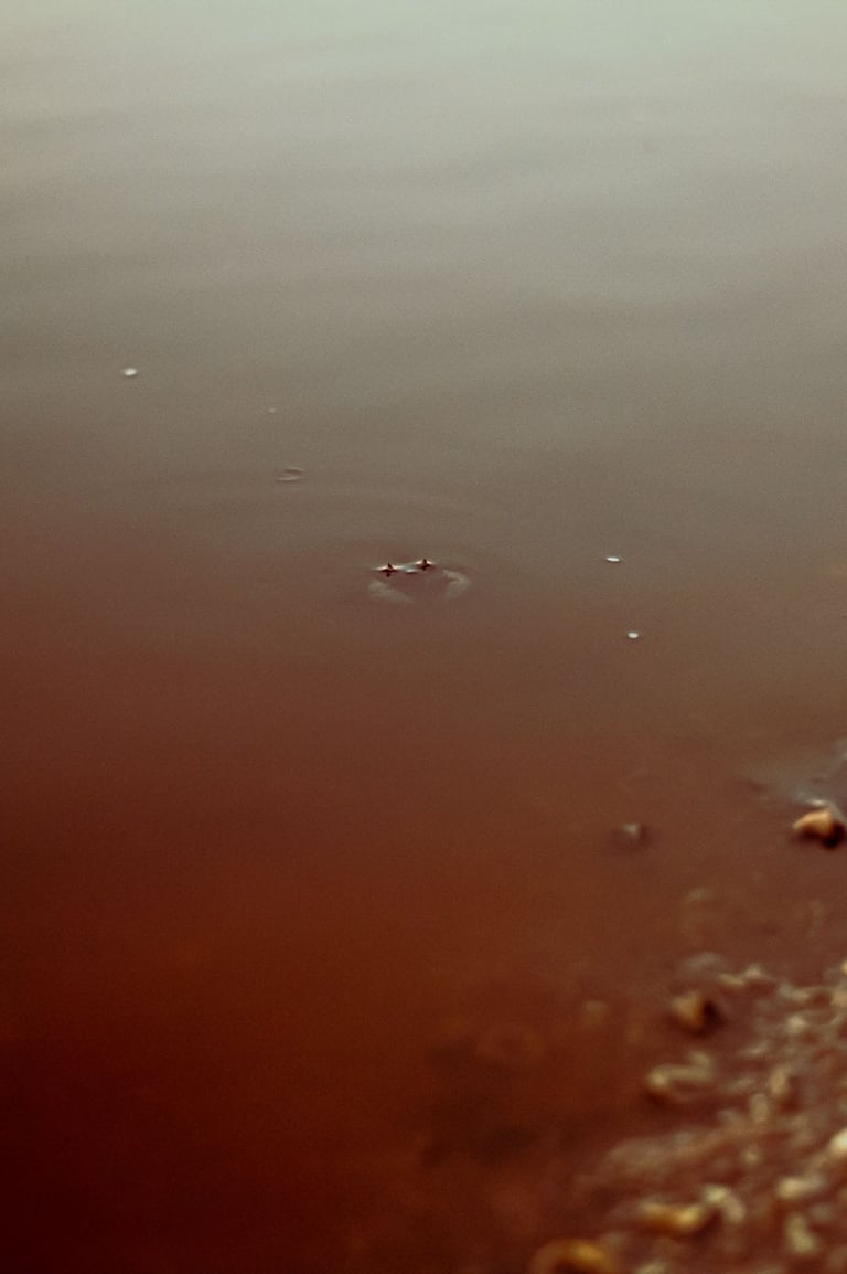 fotografia de albúfera y cangrejo. Mar chiquita